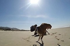 (Vidéo) Un chien à deux pattes s'éclate à la plage (Vidéo) Un chien à deux pattes s'éclate à la plage